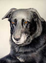portrait du labrador Boule ralis au crayon en 30 x 40 cm